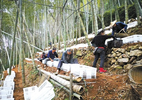 深挖森林“钱库”，，，，，，，浙江林下生“金”